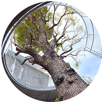 あやめ幼稚園の園の様子