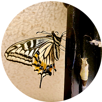 園長メッセージ